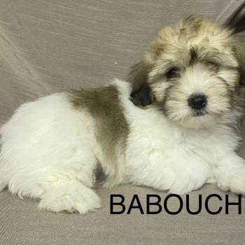 chiot Coton de tulear BABOUCHE Coton LOF disponible Domaine de la Chantelaie