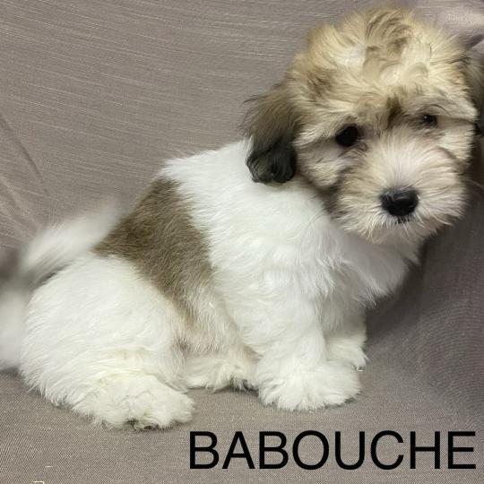 chiot Coton de tulear BABOUCHE Coton LOF disponible Domaine de la Chantelaie