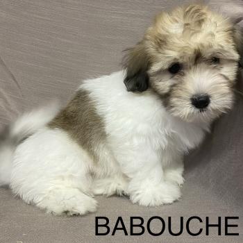 chiot Coton de tulear BABOUCHE Coton LOF disponible Domaine de la Chantelaie
