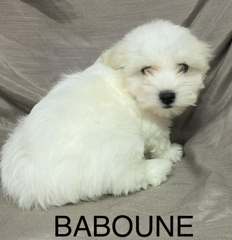 BABOUNE Coton LOF disponible Femelle Coton de tulear