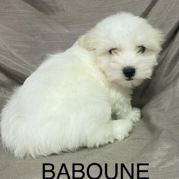 chiot Coton de tulear BABOUNE Coton LOF disponible Domaine de la Chantelaie