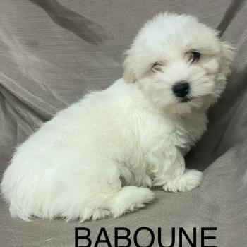 chiot Coton de tulear BABOUNE Coton LOF disponible Domaine de la Chantelaie