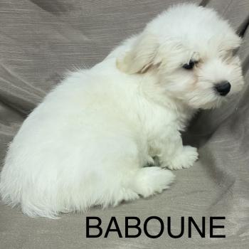 chiot Coton de tulear BABOUNE Coton LOF disponible Domaine de la Chantelaie
