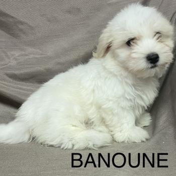 chiot Coton de tulear BABOUNE Coton LOF disponible Domaine de la Chantelaie