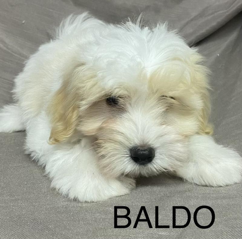BALDO Coton LOF disponible Mâle Coton de tulear