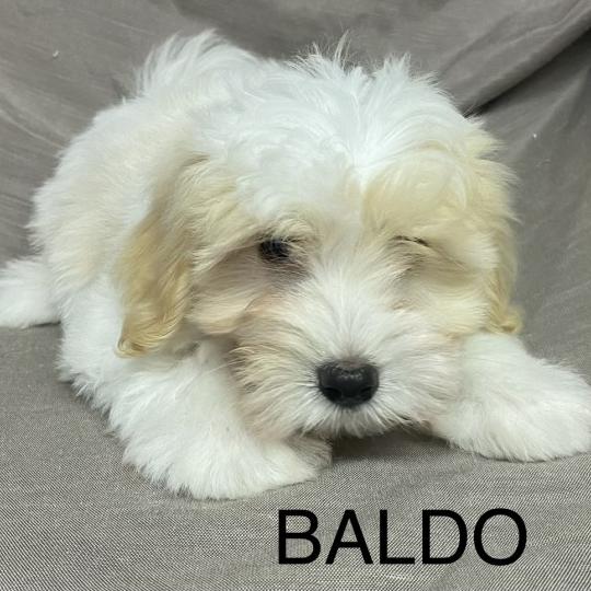 chiot Coton de tulear BALDO Coton LOF disponible Domaine de la Chantelaie