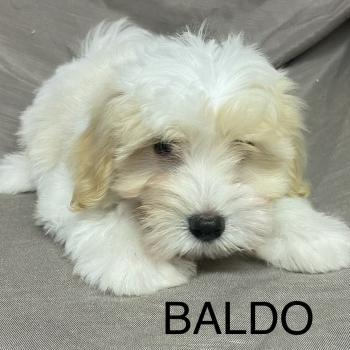chiot Coton de tulear BALDO Coton LOF disponible Domaine de la Chantelaie