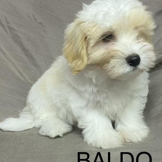 chiot Coton de tulear BALDO Coton LOF disponible Domaine de la Chantelaie