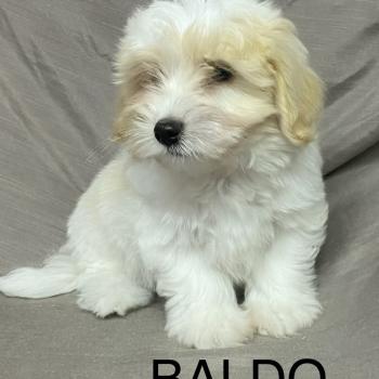 chiot Coton de tulear BALDO Coton LOF disponible Domaine de la Chantelaie