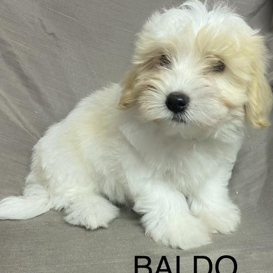 chiot Coton de tulear BALDO Coton LOF disponible Domaine de la Chantelaie