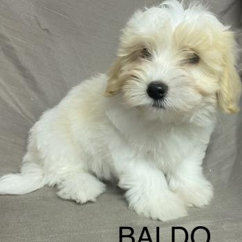 chiot Coton de tulear BALDO Coton LOF disponible Domaine de la Chantelaie