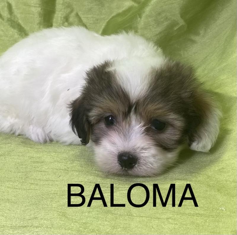 BALOMA coton LOF disponible Femelle Coton de tulear