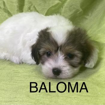 chiot Coton de tulear BALOMA coton LOF disponible Domaine de la Chantelaie