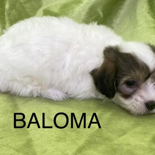 chiot Coton de tulear BALOMA coton LOF disponible Domaine de la Chantelaie