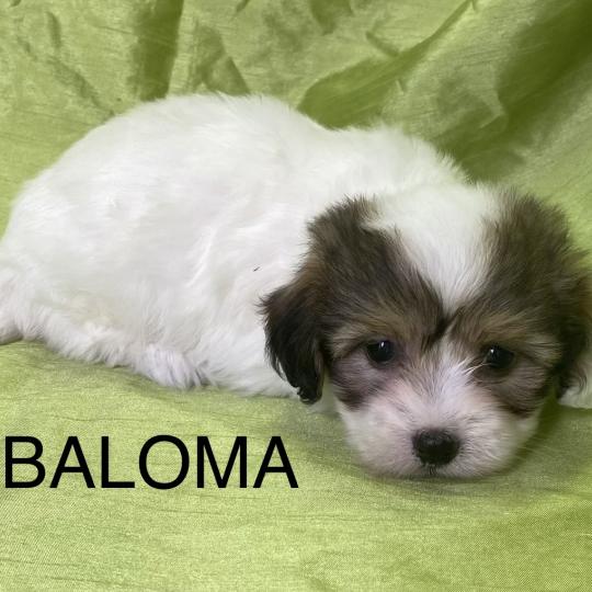 chiot Coton de tulear BALOMA coton LOF disponible Domaine de la Chantelaie