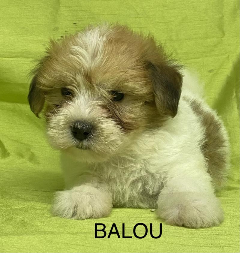 BALOU coton DISPONIBLE Mâle Coton de tulear