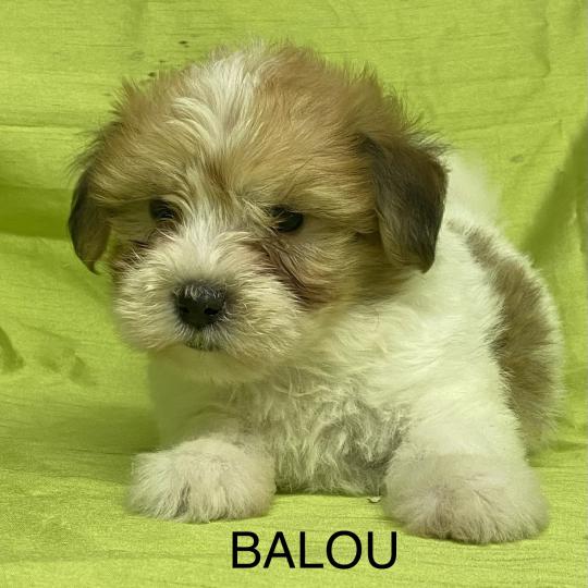 chiot Coton de tulear BALOU coton DISPONIBLE Domaine de la Chantelaie