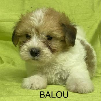 chiot Coton de tulear BALOU coton DISPONIBLE Domaine de la Chantelaie