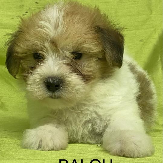 chiot Coton de tulear BALOU coton DISPONIBLE Domaine de la Chantelaie