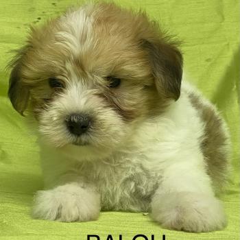chiot Coton de tulear BALOU coton DISPONIBLE Domaine de la Chantelaie