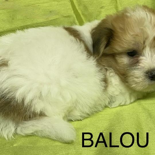 chiot Coton de tulear BALOU coton DISPONIBLE Domaine de la Chantelaie