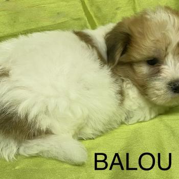 chiot Coton de tulear BALOU coton DISPONIBLE Domaine de la Chantelaie