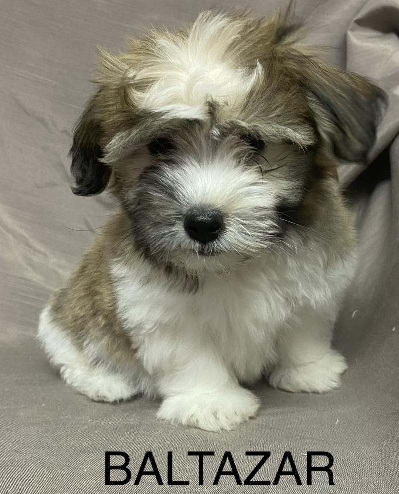 BALTAZAR Coton LOF disponible Mâle Coton de tulear
