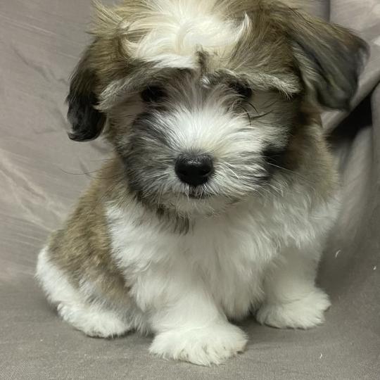 chiot Coton de tulear BALTAZAR Coton LOF disponible Domaine de la Chantelaie