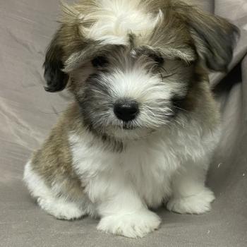 chiot Coton de tulear BALTAZAR Coton LOF disponible Domaine de la Chantelaie