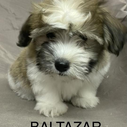 chiot Coton de tulear BALTAZAR Coton LOF disponible Domaine de la Chantelaie