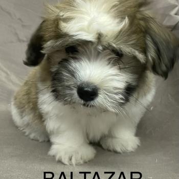 chiot Coton de tulear BALTAZAR Coton LOF disponible Domaine de la Chantelaie