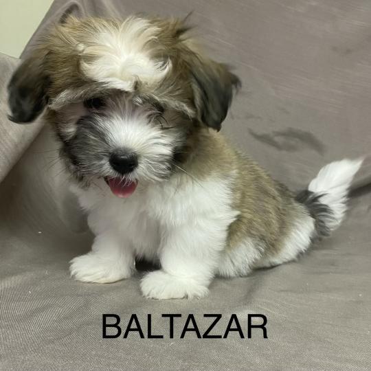 chiot Coton de tulear BALTAZAR Coton LOF disponible Domaine de la Chantelaie