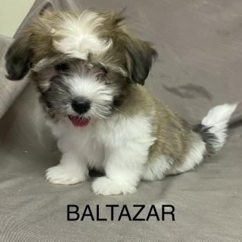 chiot Coton de tulear BALTAZAR Coton LOF disponible Domaine de la Chantelaie