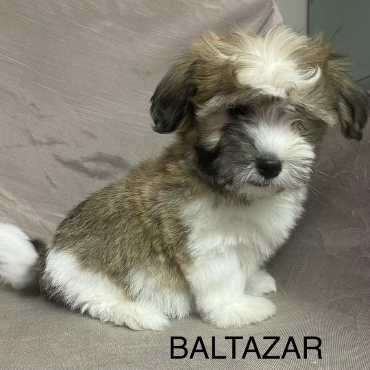 chiot Coton de tulear BALTAZAR Coton LOF disponible Domaine de la Chantelaie