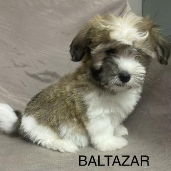 chiot Coton de tulear BALTAZAR Coton LOF disponible Domaine de la Chantelaie