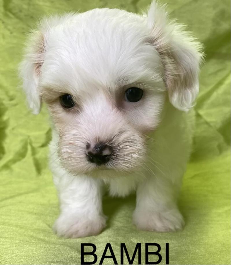 BAMBI coton LOF disponible Mâle Coton de tulear