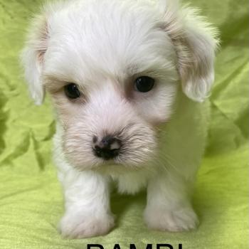 chiot Coton de tulear BAMBI coton LOF disponible Domaine de la Chantelaie