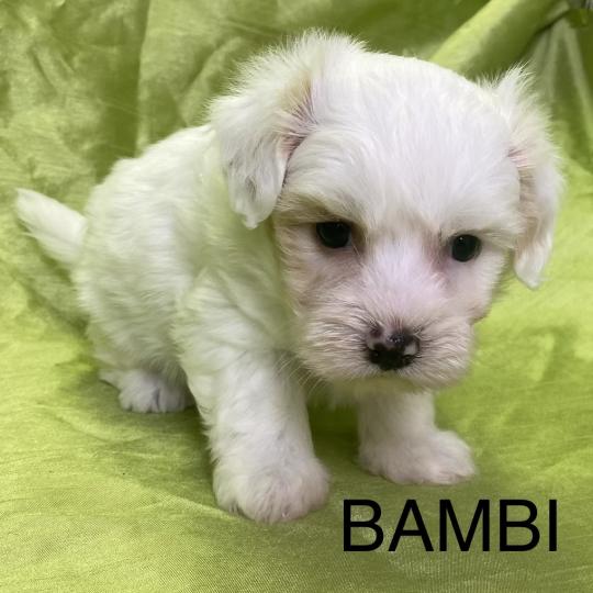 chiot Coton de tulear BAMBI coton LOF disponible Domaine de la Chantelaie
