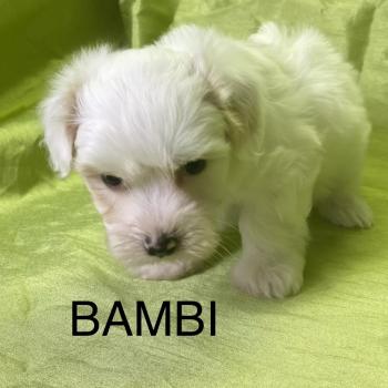 chiot Coton de tulear BAMBI coton LOF disponible Domaine de la Chantelaie