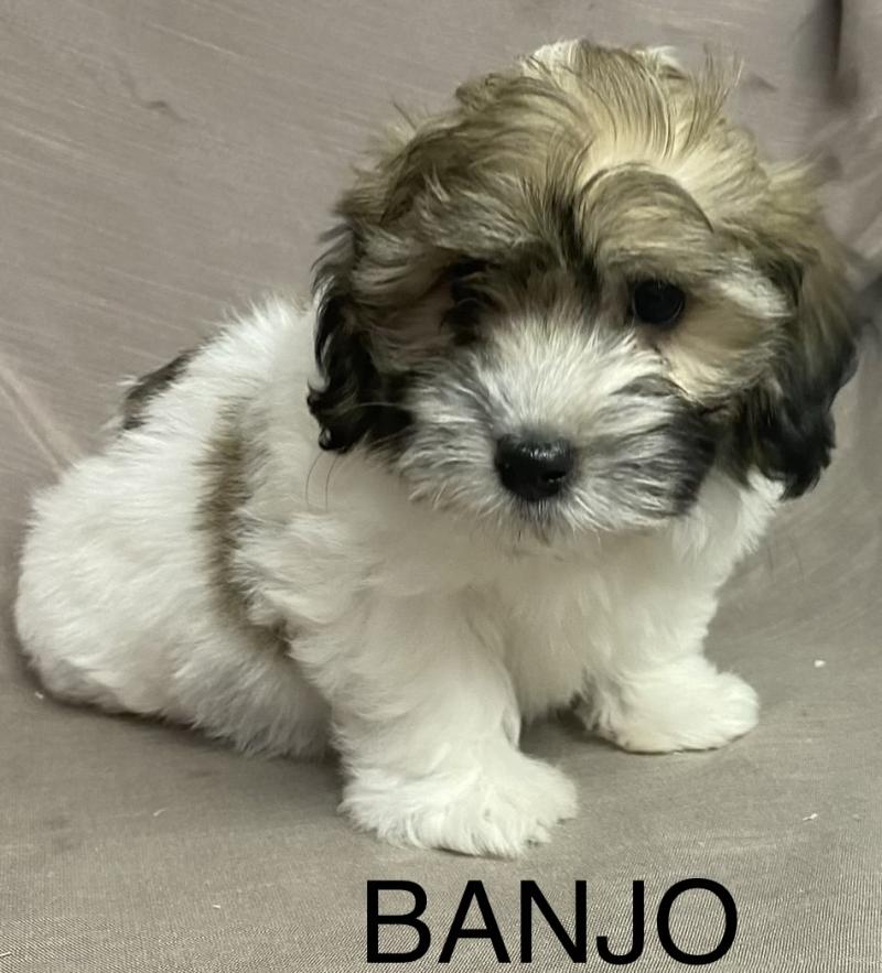 BANJO Coton LOF disponible Mâle Coton de tulear