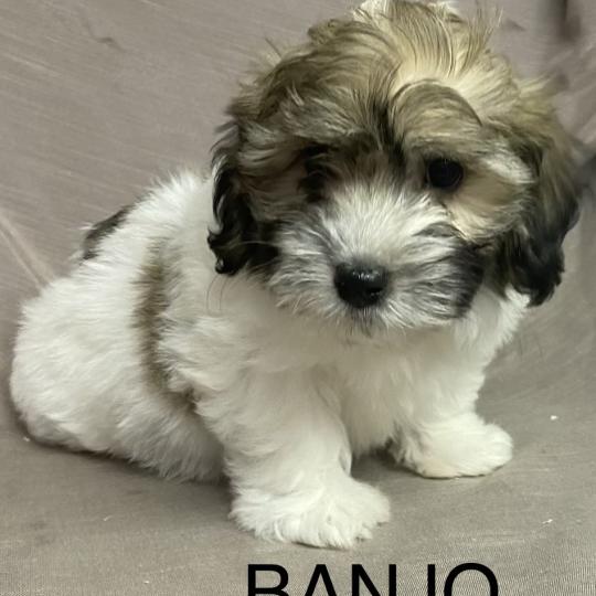 chiot Coton de tulear BANJO Coton LOF disponible Domaine de la Chantelaie