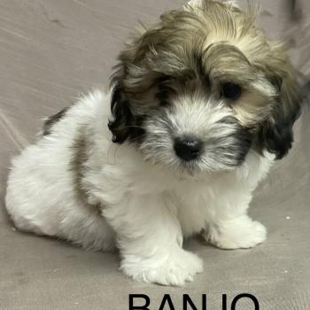chiot Coton de tulear BANJO Coton LOF disponible Domaine de la Chantelaie