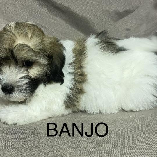 chiot Coton de tulear BANJO Coton LOF disponible Domaine de la Chantelaie