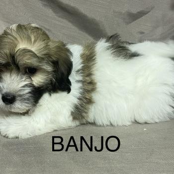 chiot Coton de tulear BANJO Coton LOF disponible Domaine de la Chantelaie
