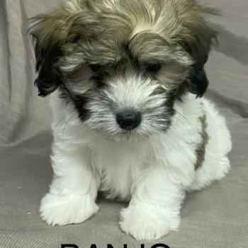 chiot Coton de tulear BANJO Coton LOF disponible Domaine de la Chantelaie