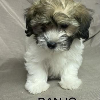chiot Coton de tulear BANJO Coton LOF disponible Domaine de la Chantelaie