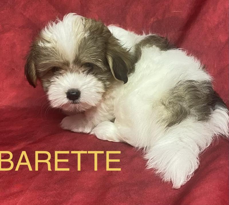 BARETTE mini Coton disponible Femelle Coton de tulear