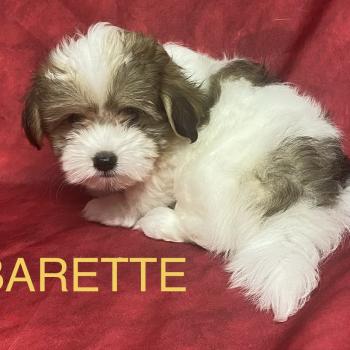 chiot Coton de tulear BARETTE Coton disponible Domaine de la Chantelaie