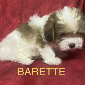 chiot Coton de tulear BARETTE Coton disponible Domaine de la Chantelaie