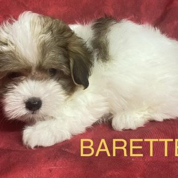 chiot Coton de tulear BARETTE Coton disponible Domaine de la Chantelaie